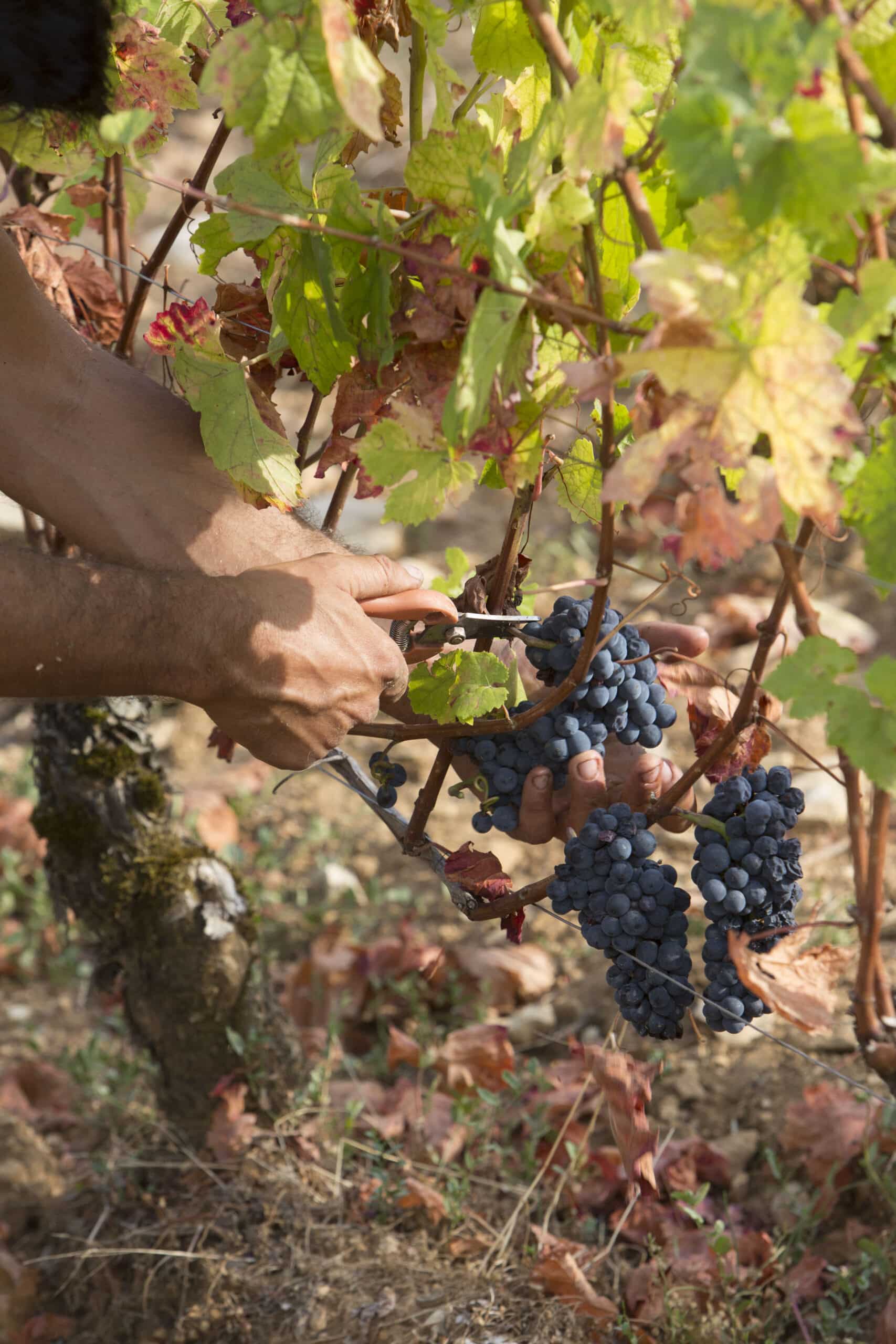 Le Domaine Remiquet récompensé par un prestigieux prix de vinification