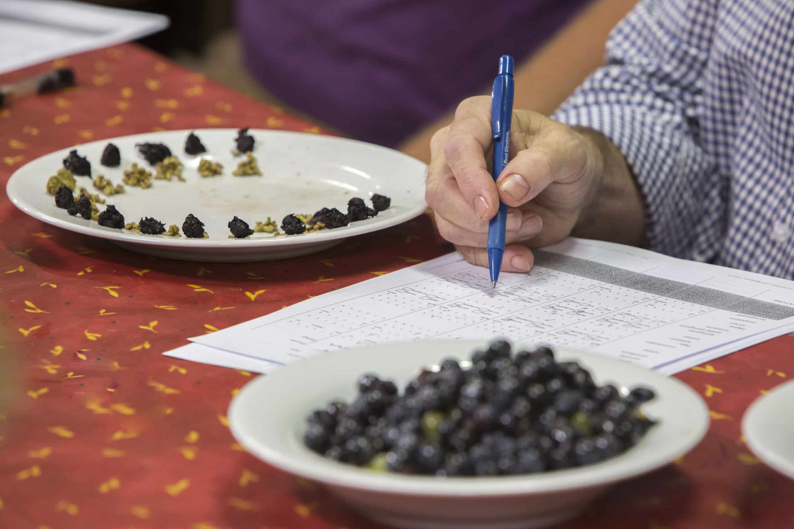 Harmonie Parfaite : Accords Mets et Vins au Domaine Remoriquet